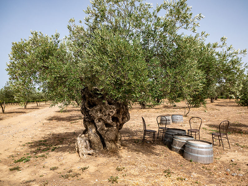 Olivenbaum La vinyeta katalonien