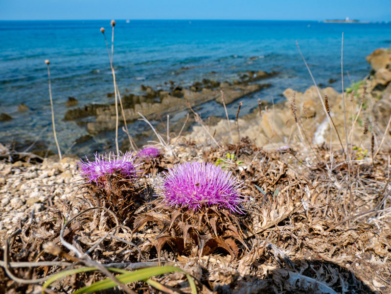 flora blume diestel punta licosa Nationalpark Cilento 