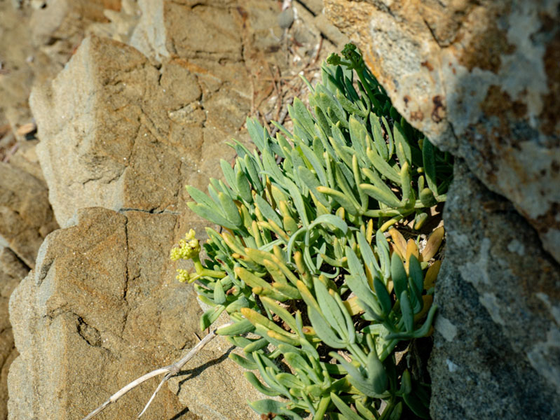 seefenchel punta licosa Nationalpark Cilento