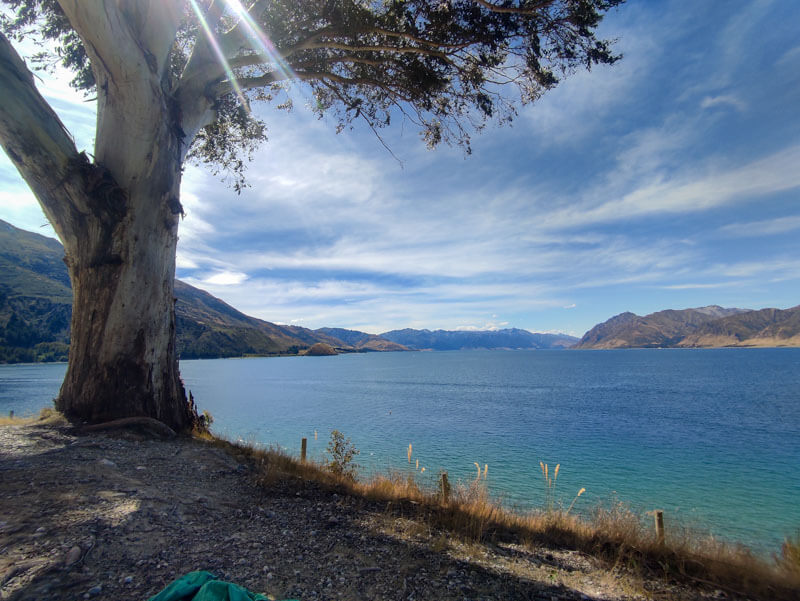Baum und See im Hintergrund des See Hawea