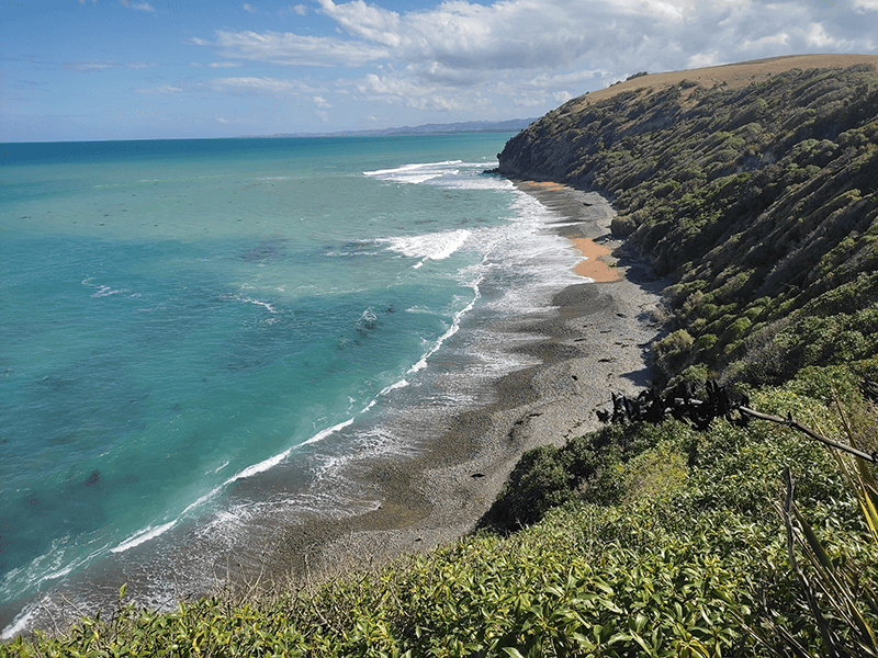 Ostküste Neuseeland - der Strand der Robben