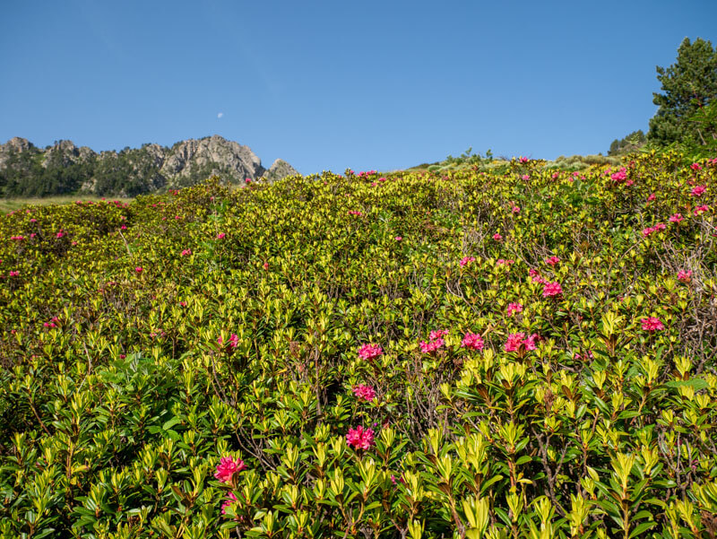 alpenrose rhododendron